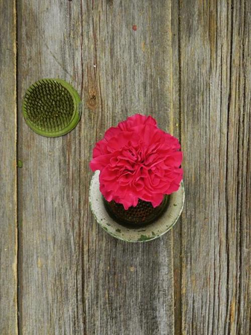 Mandalay  Hot Pink Carnations